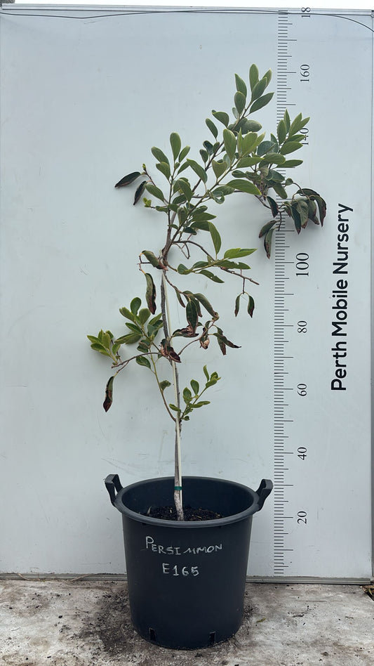 Persimmon Fuyu Fruit Tree