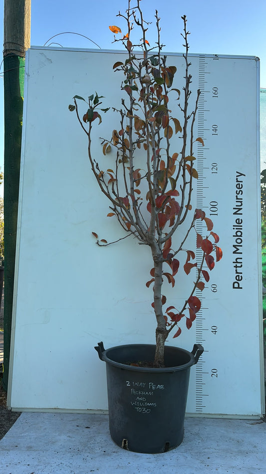 Pear Tree 2 Way