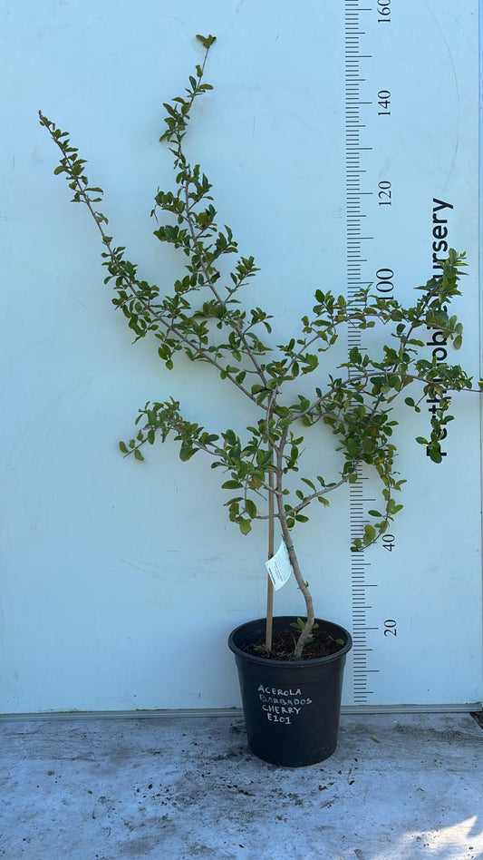 Acerola Barbados Cherry Fruit Tree