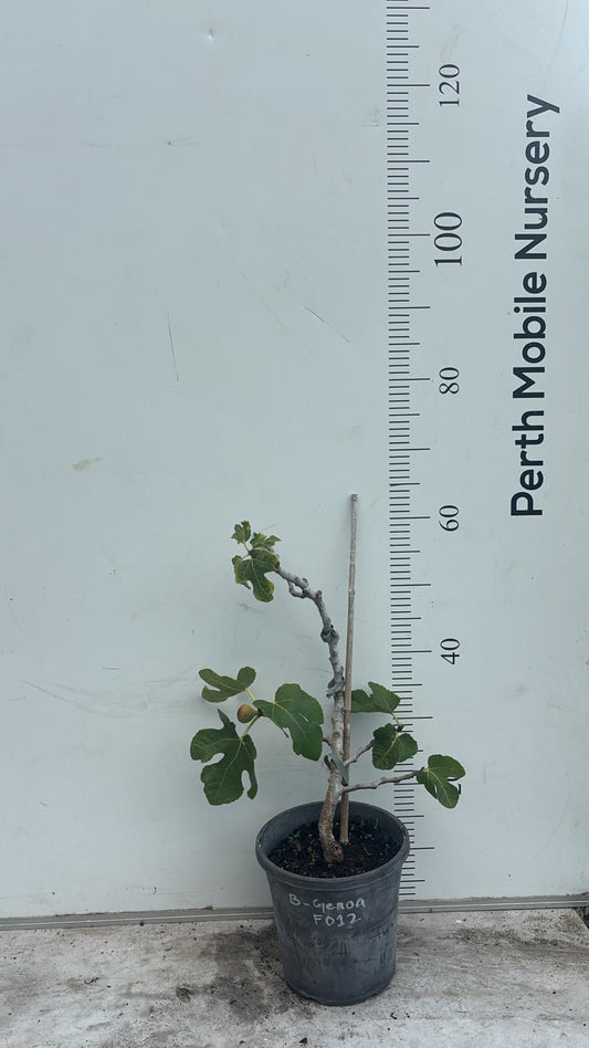 Fig Tree Black Genoa