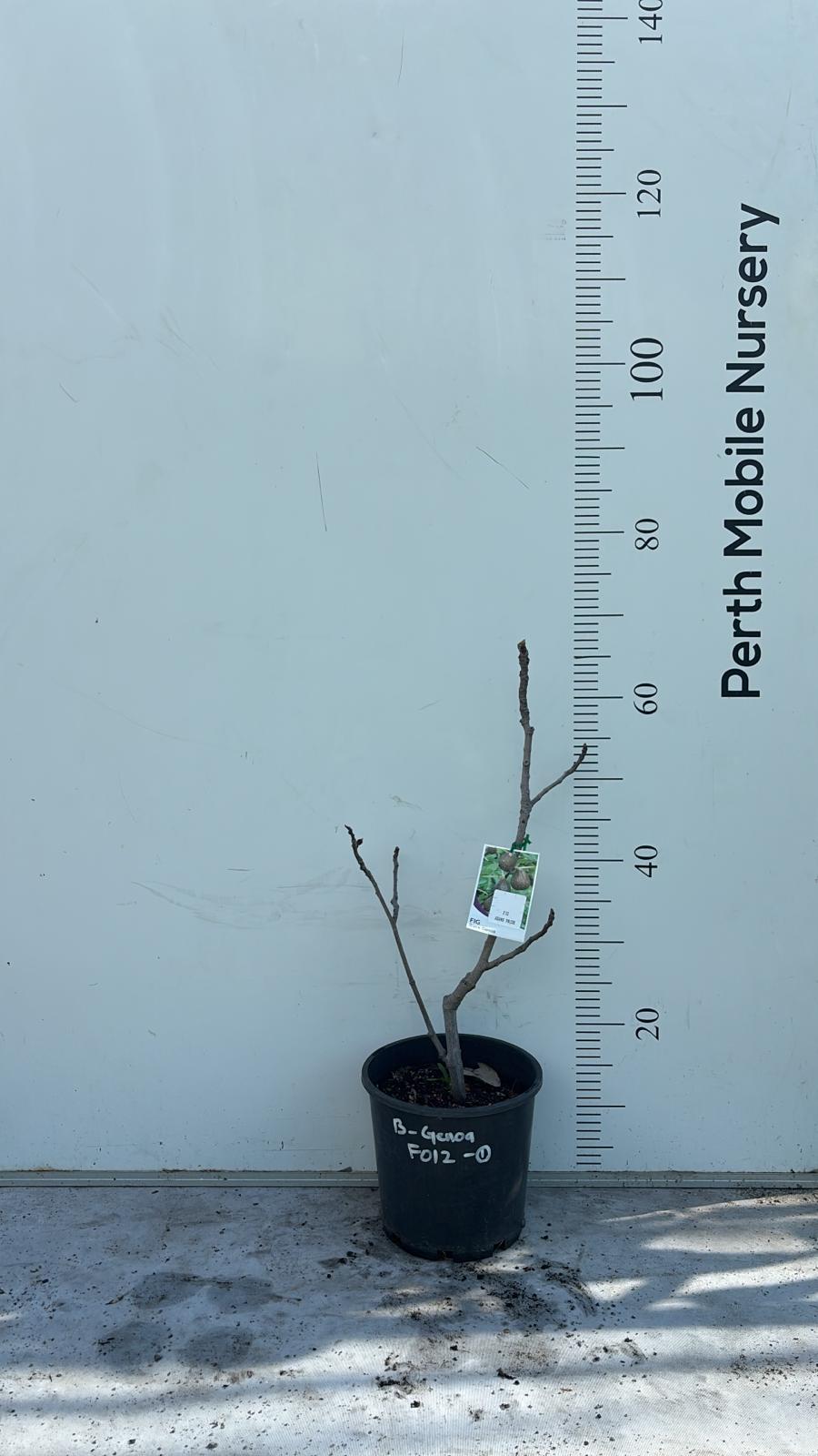 Fig Tree Black Genoa