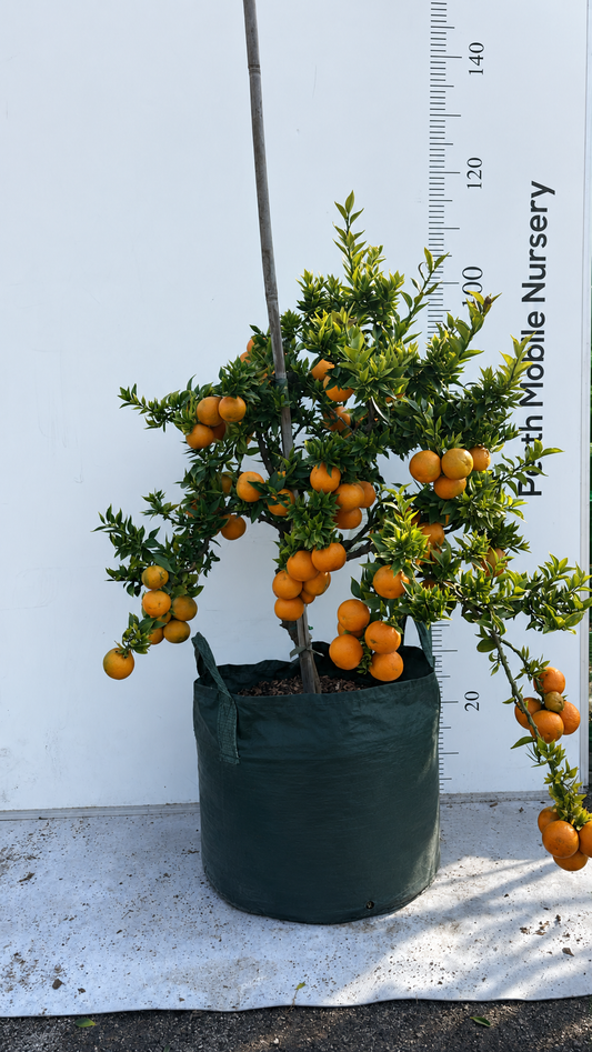Chinotto Orange Fruit Tree