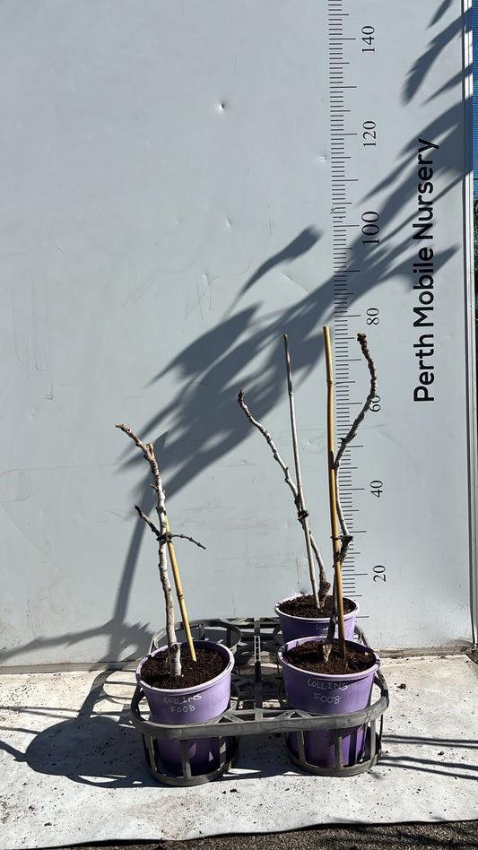 Fig Tree Collins White