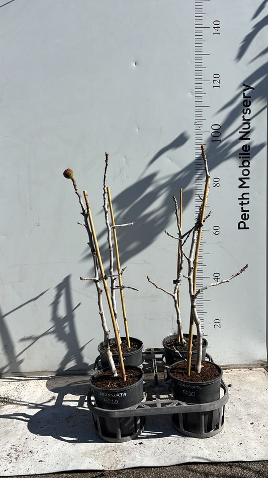 Fig Tree Black Coronata