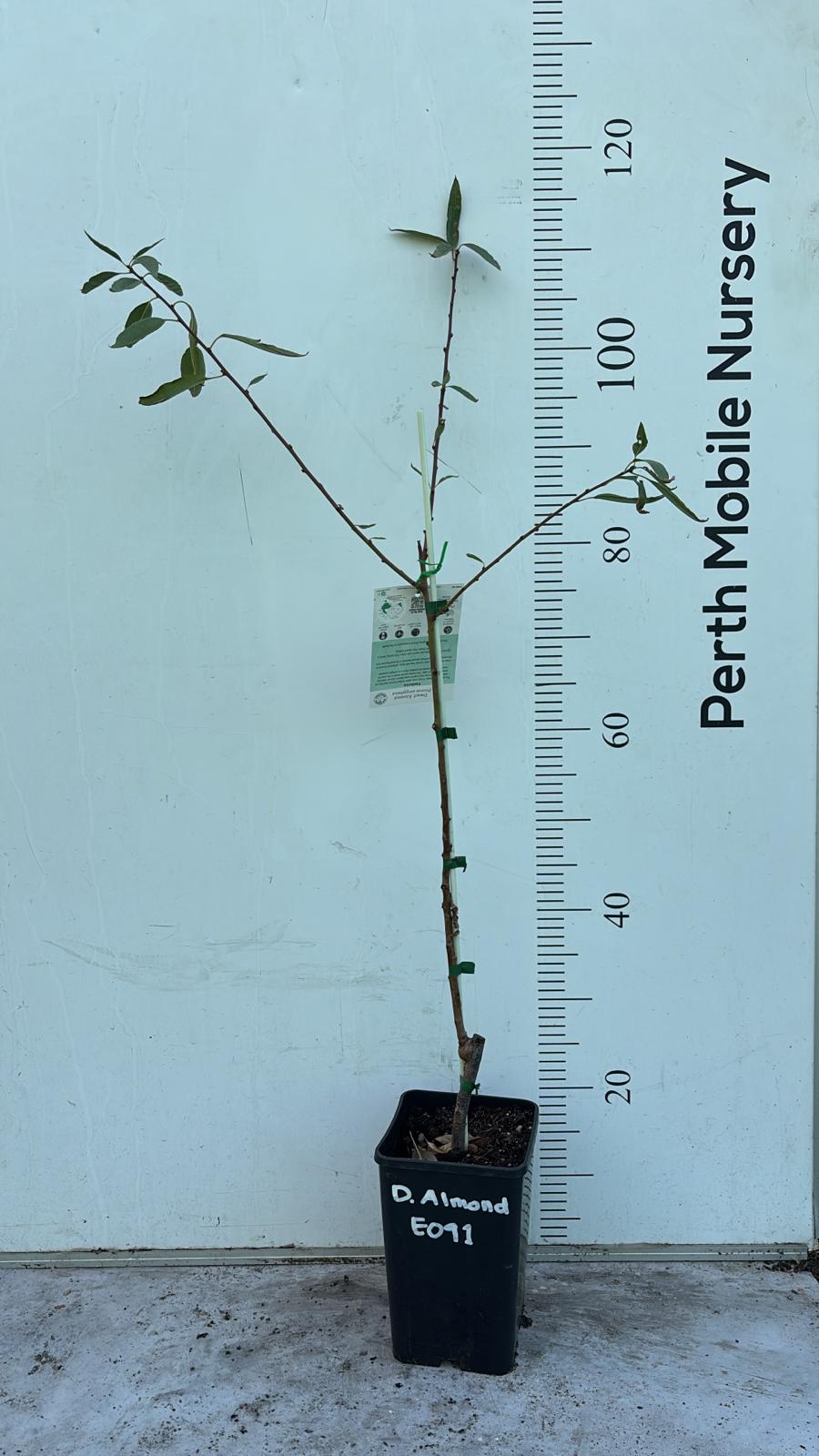 Dwarf Almond Tree