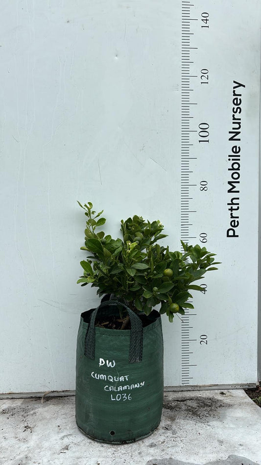 Calamansi Calamondin Fruit Tree