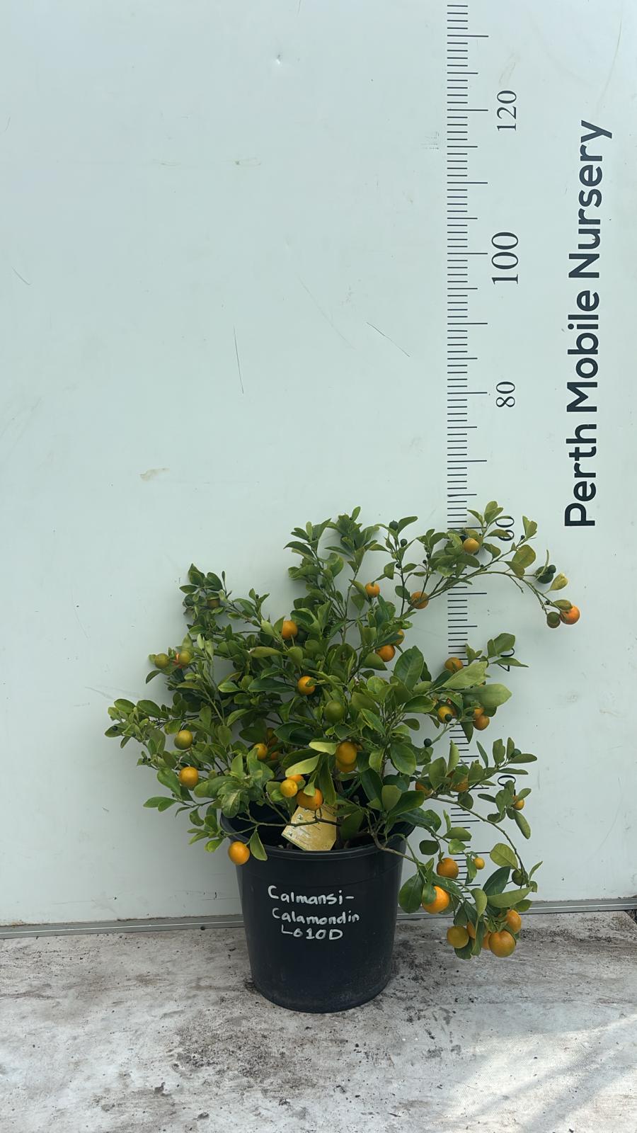 Calamansi Calamondin Fruit Tree