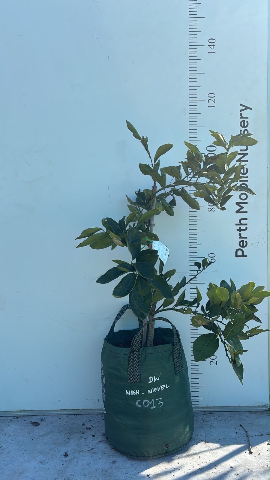 Washington Navel Orange Fruit Tree