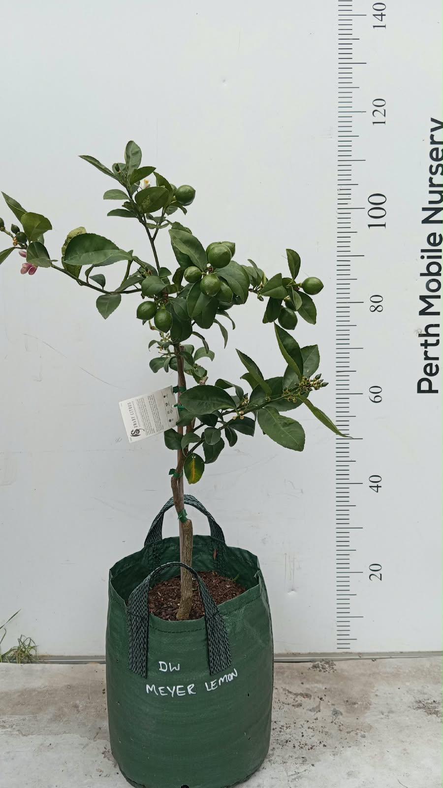 Citrus Fruit Tree Lemon Meyer