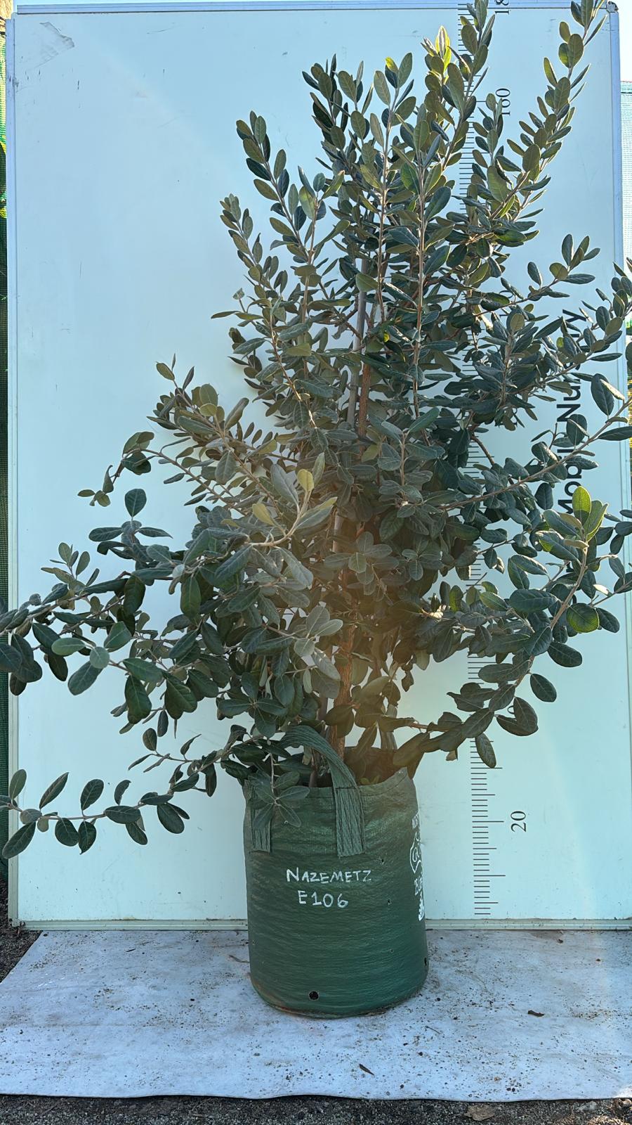 Fruit Tree Feijoa
