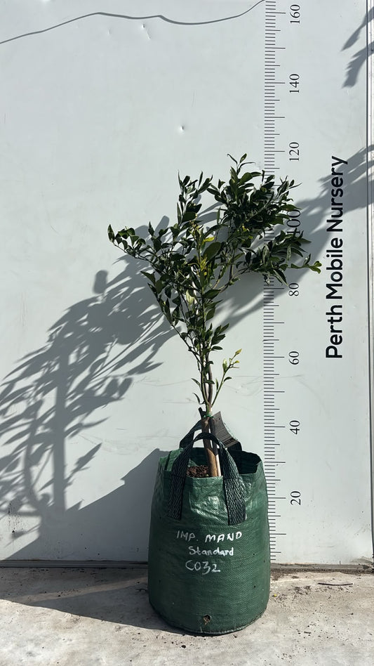 Imperial Mandarin Fruit Tree