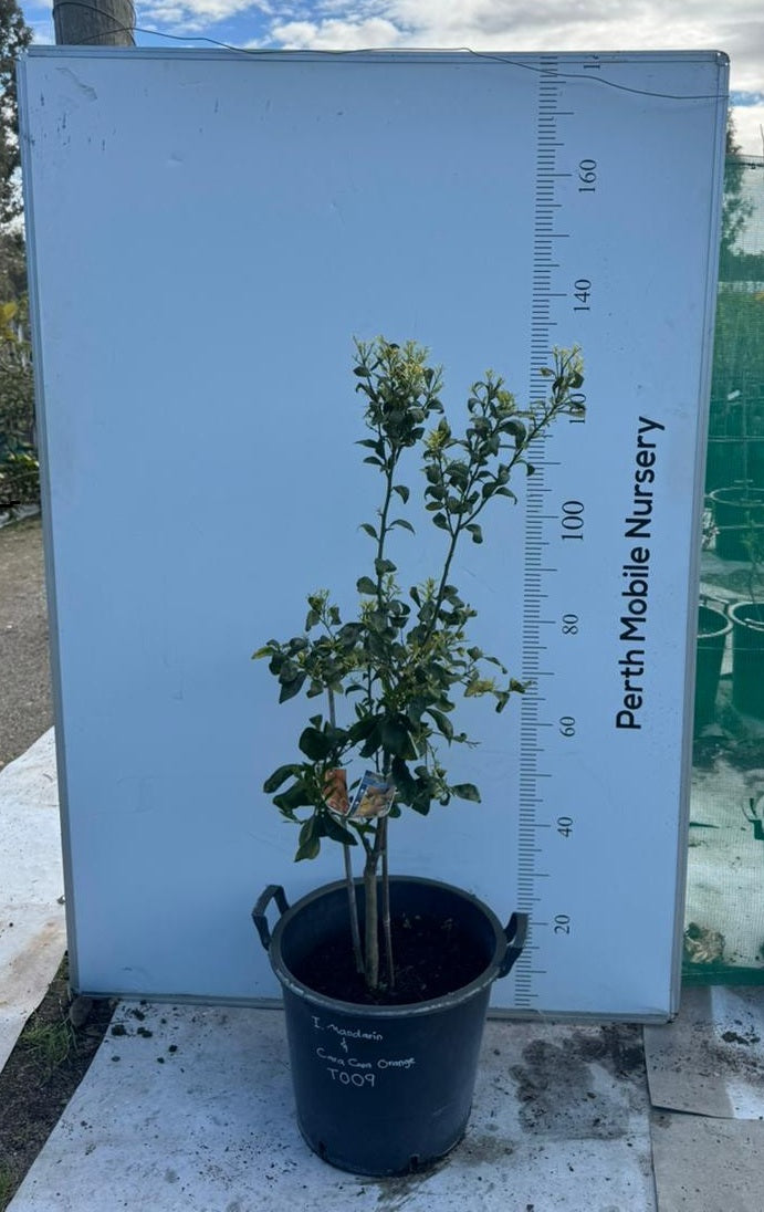Imperial Mandarin and Cara Cara Orange Tree