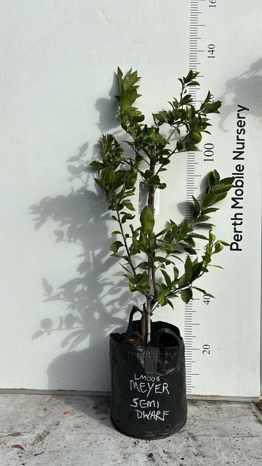 Dwarf Citrus Fruit Tree Lemon Meyer