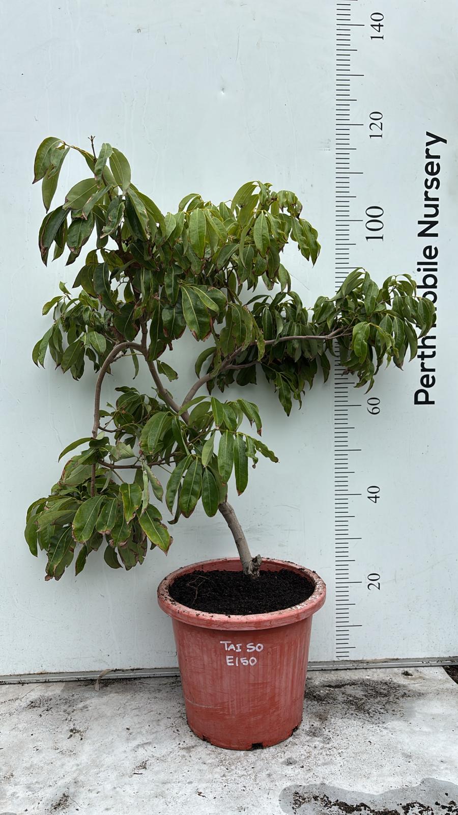 Lychee Tai So Fruit Tree