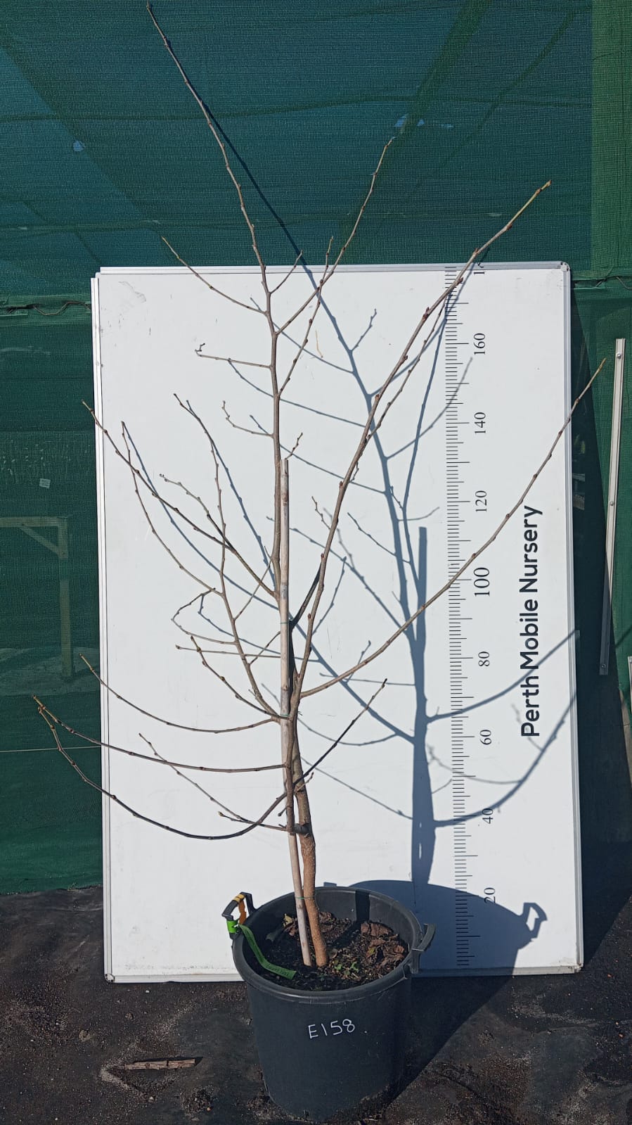 Mulberry Tree White King Shahtoot