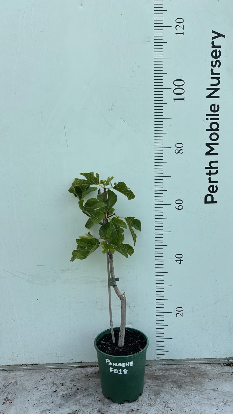 Fig Tree Panache Tiger Stripe