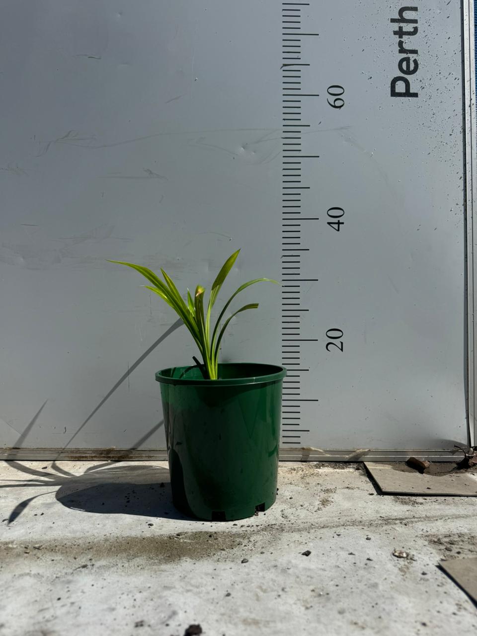 Pandan Leaves Plant