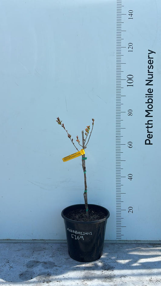 Pomegranate Azerbaijani Fruit Tree