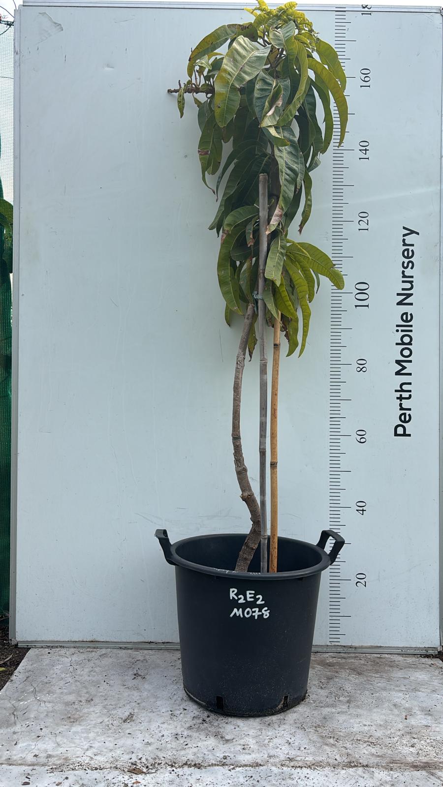 R2E2 Mango Fruit Tree