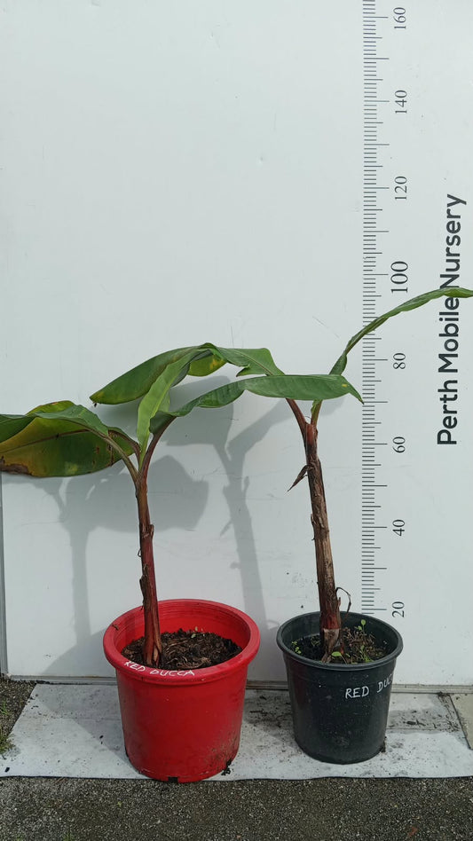 Dwarf Red Dacca Banana Tree