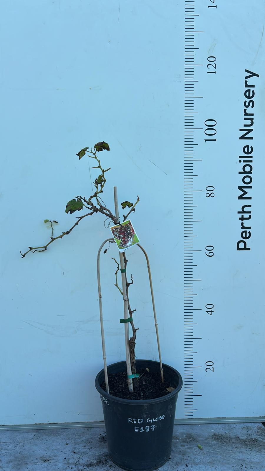 Grape Vines Fruiting