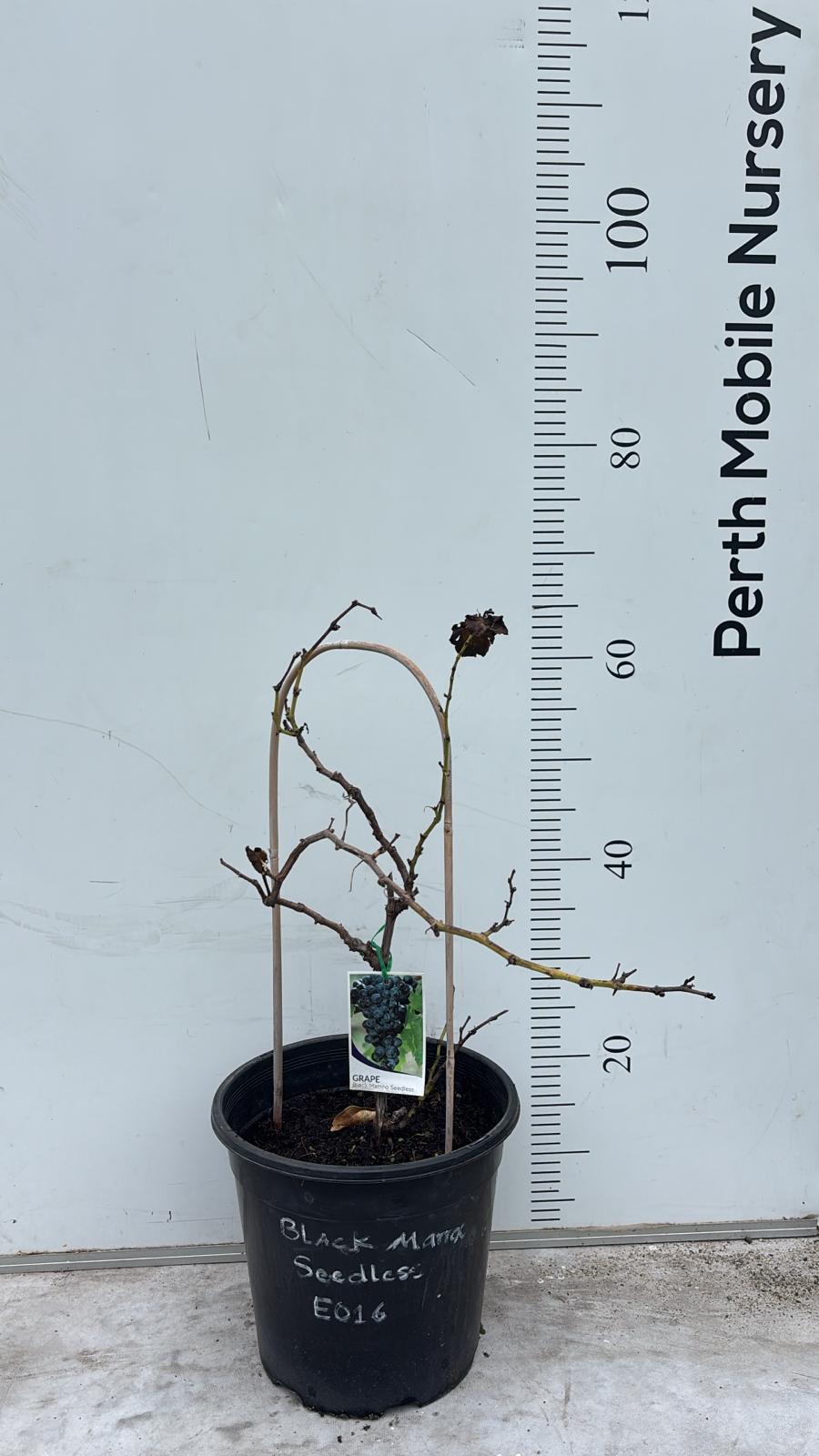 Grape Vines Fruiting