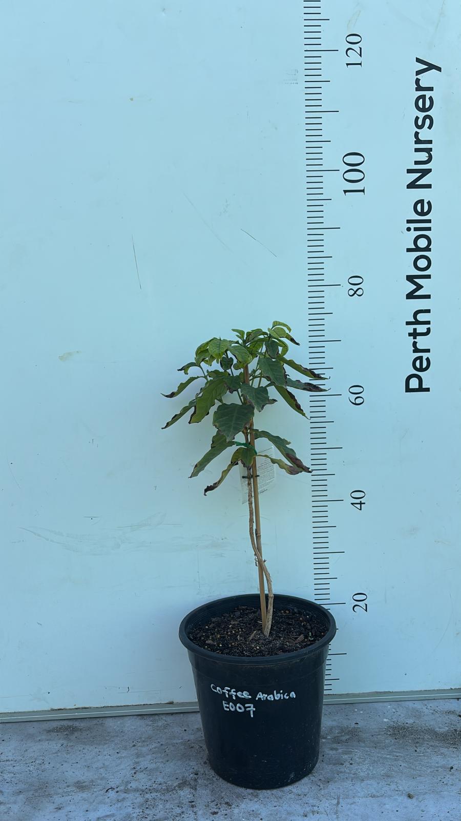 Coffee Tree Arabica Catuai Rojo