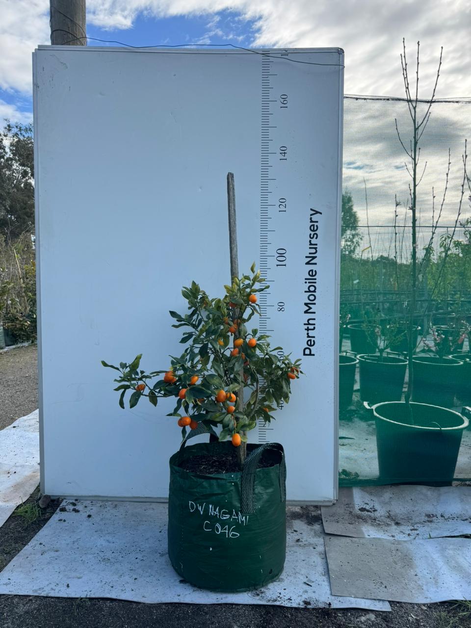 Fruit Tree Kumquat Cumquat Nagami
