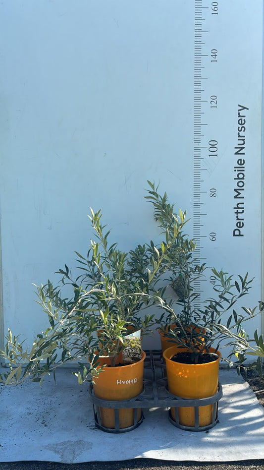 Dwarf Olive Tree