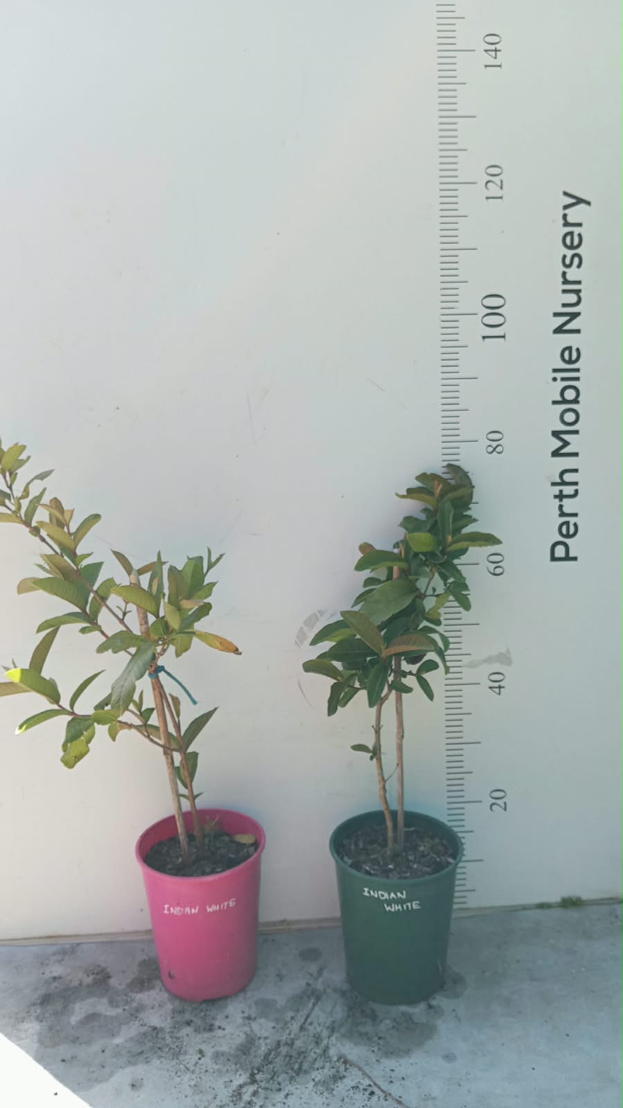 White Guava Fruit Tree