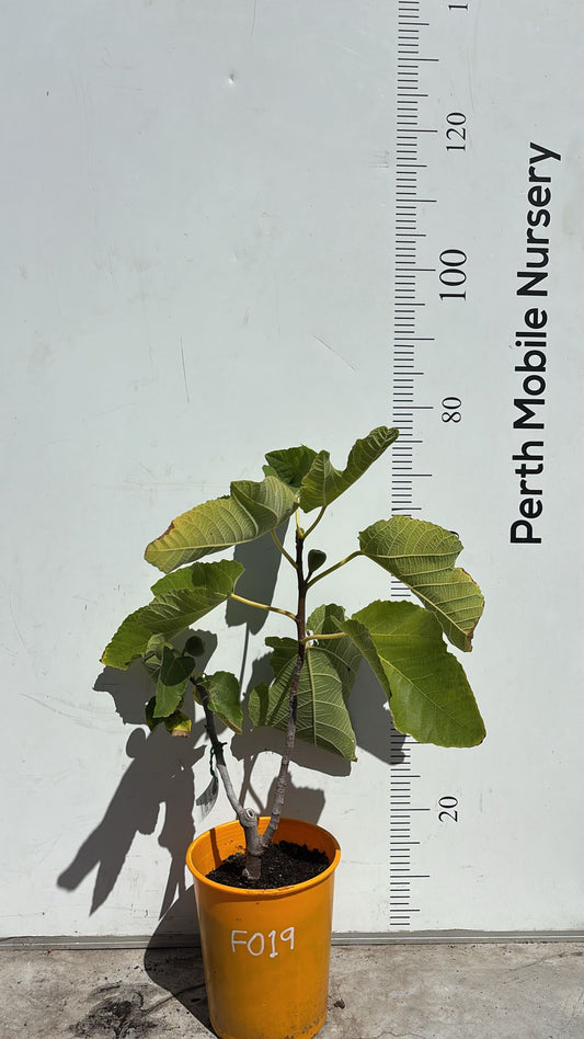 Figs Tree Peter Good