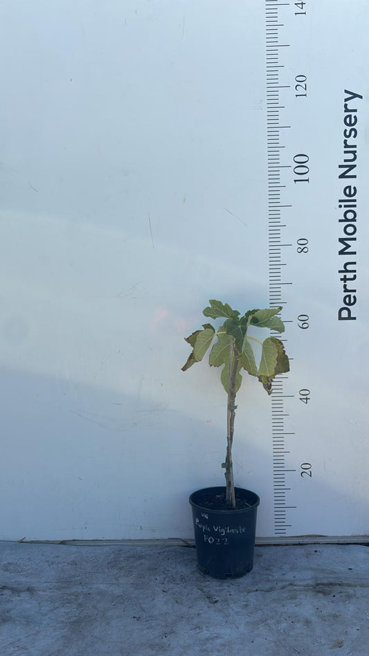 Fig Tree Purple Vigilante