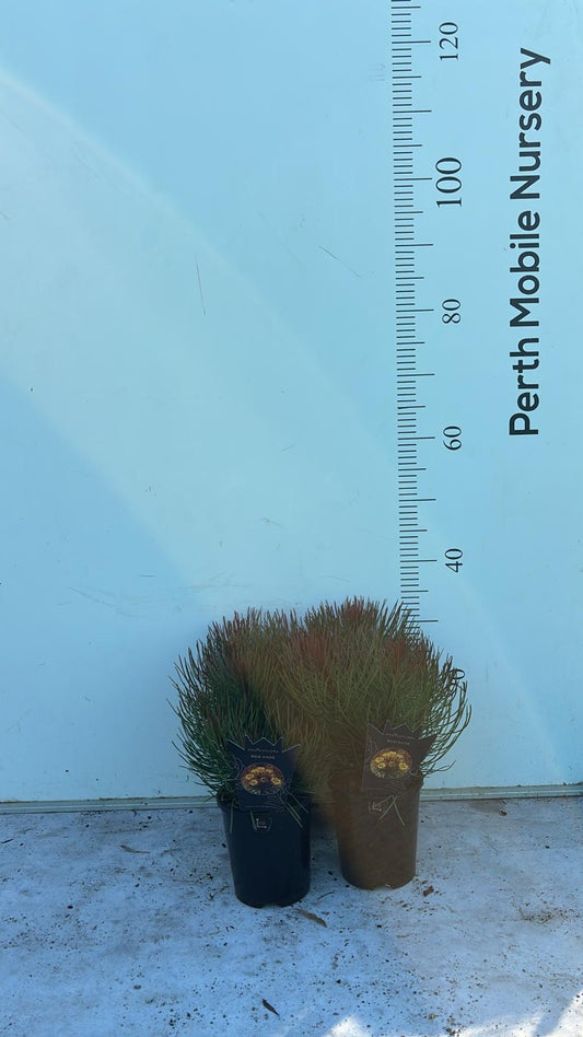 Aulax cancellata 'Red Haze' Female