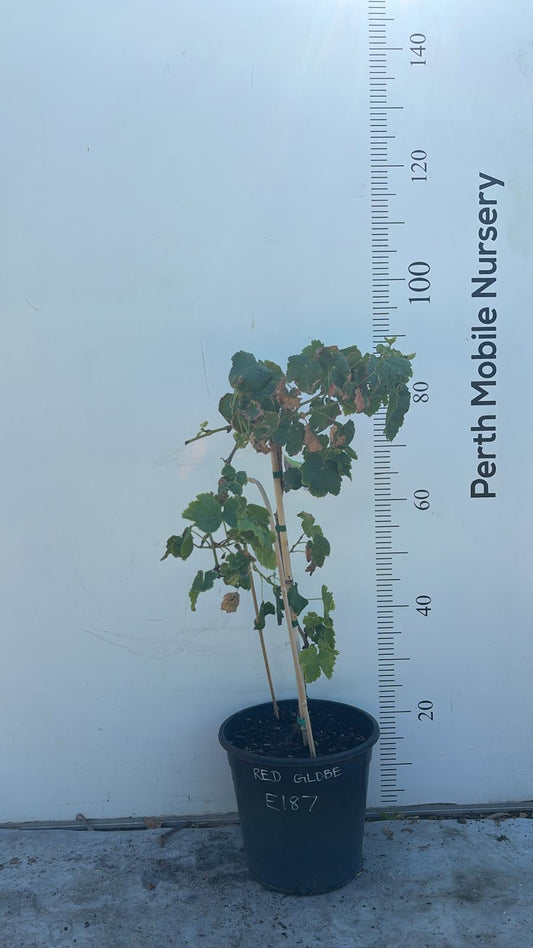 Grape Vines Fruiting