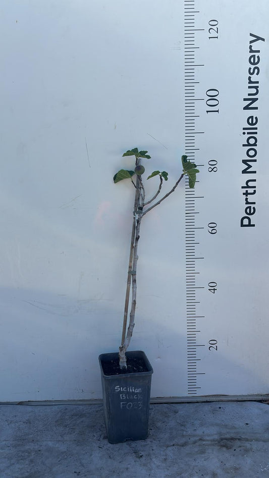 Sicilian Black Fig Tree