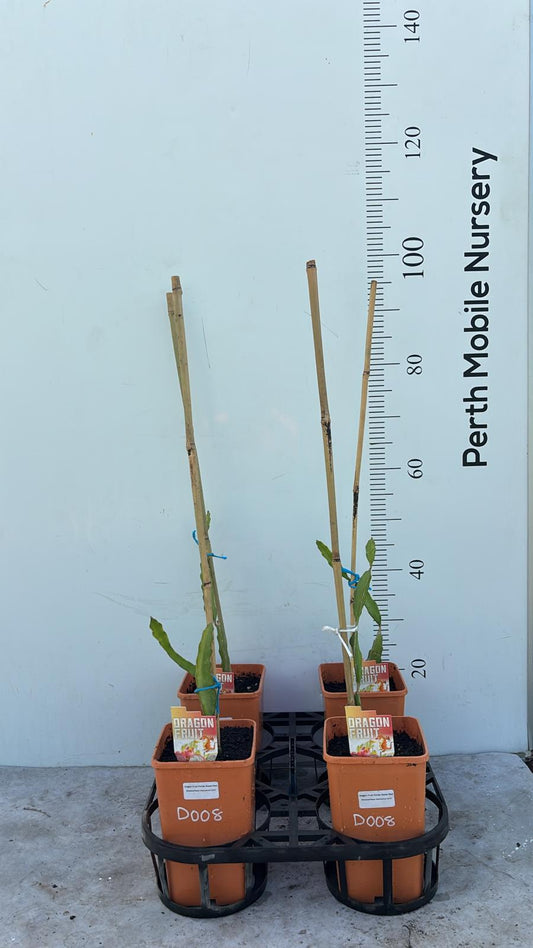 Florida Sweet Red Dragon Fruit