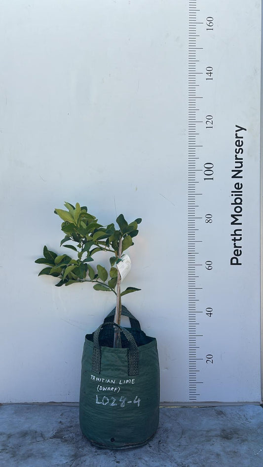 Persian Tahitian Lime Citrus Fruit Tree