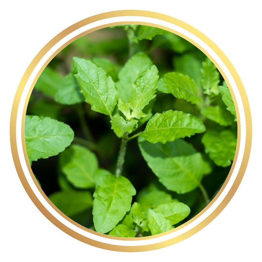 Holy Basil Thulsi Perth