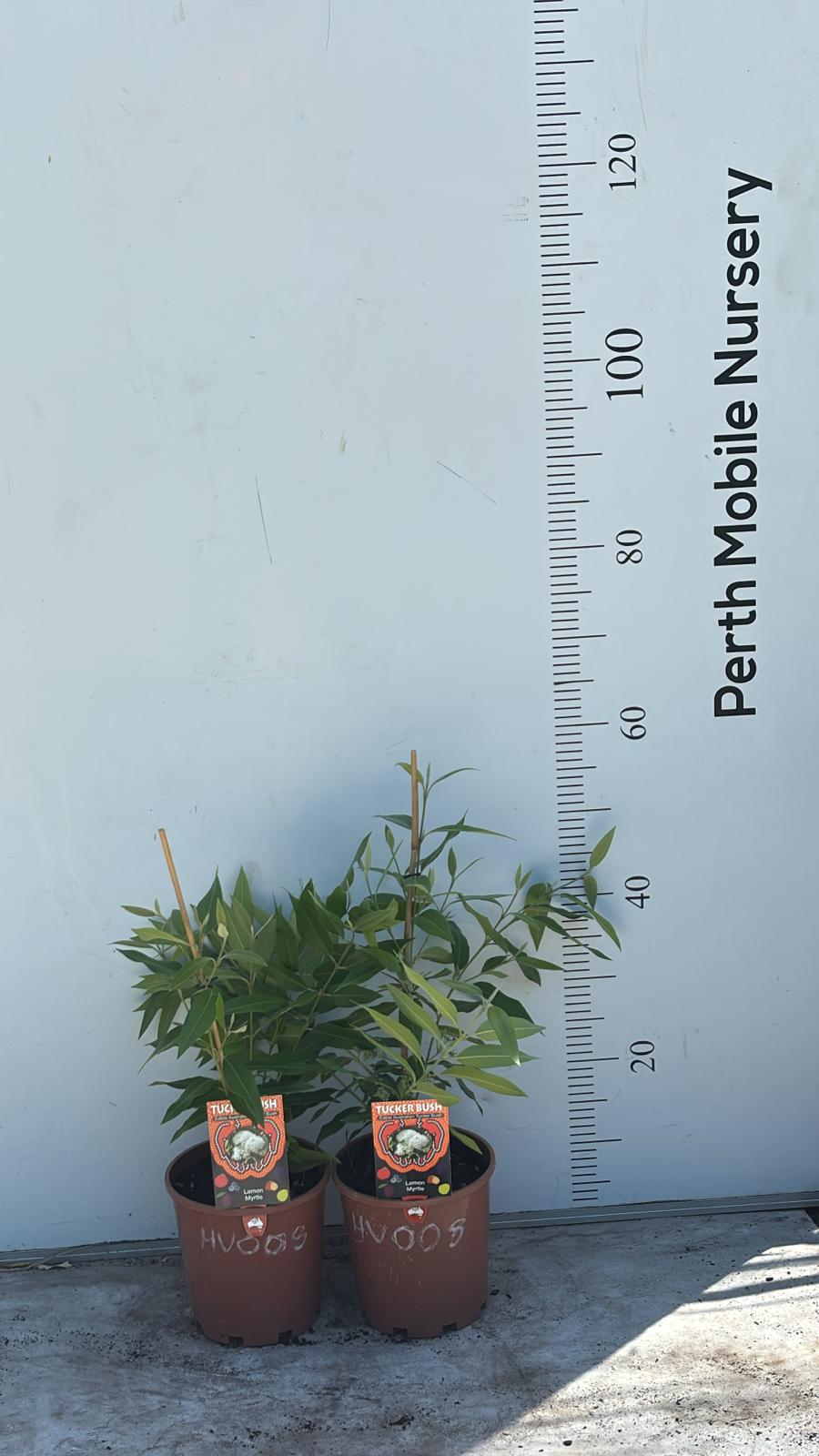 Lemon Myrtle Plant