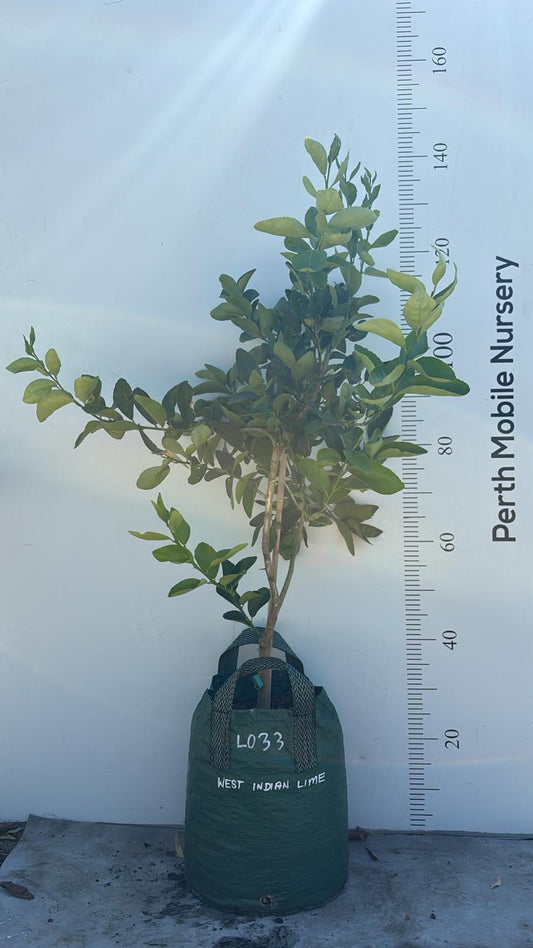 West Indian Lime Key Lime