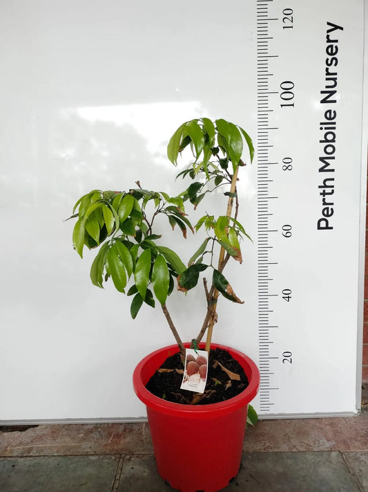 Lychee Erdon Lee Fruit Tree