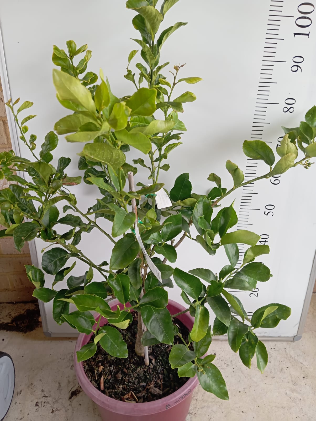 Eureka Lemon and Tahitian lime Perth