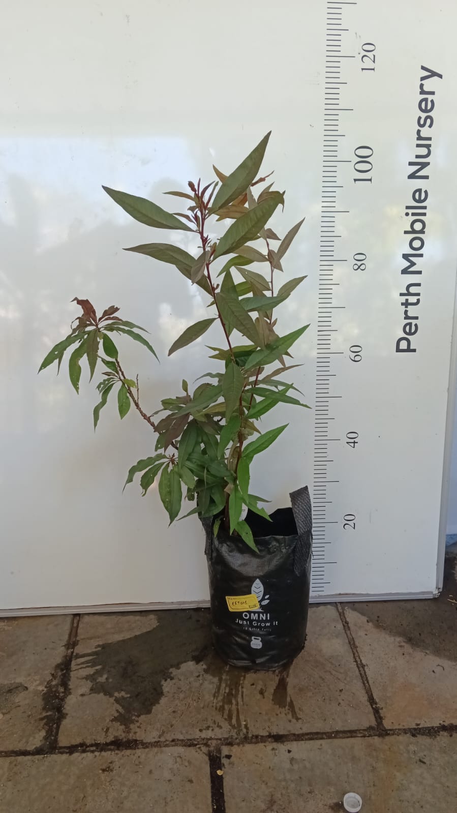 Super Dwarf Nectarine Fruit Tree Perth