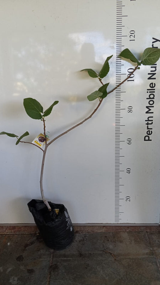 Fig Tree Purple Heart Perth