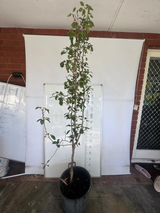 Pear Tree 2 Way Perth