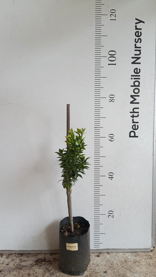 Chinotto Orange Fruit Tree Perth