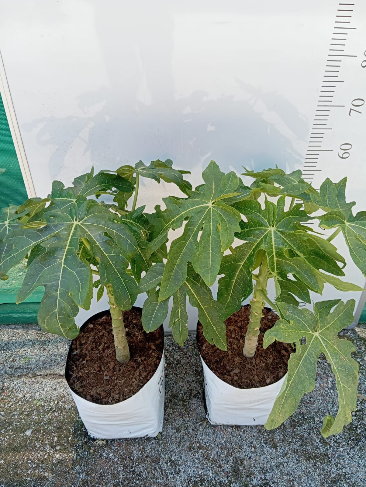 Papaya Plant Perth