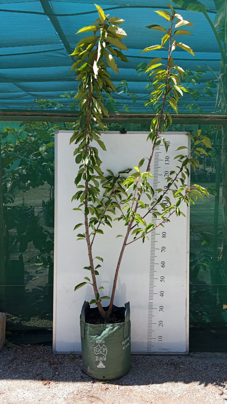 Cherry Tree 2 way Perth