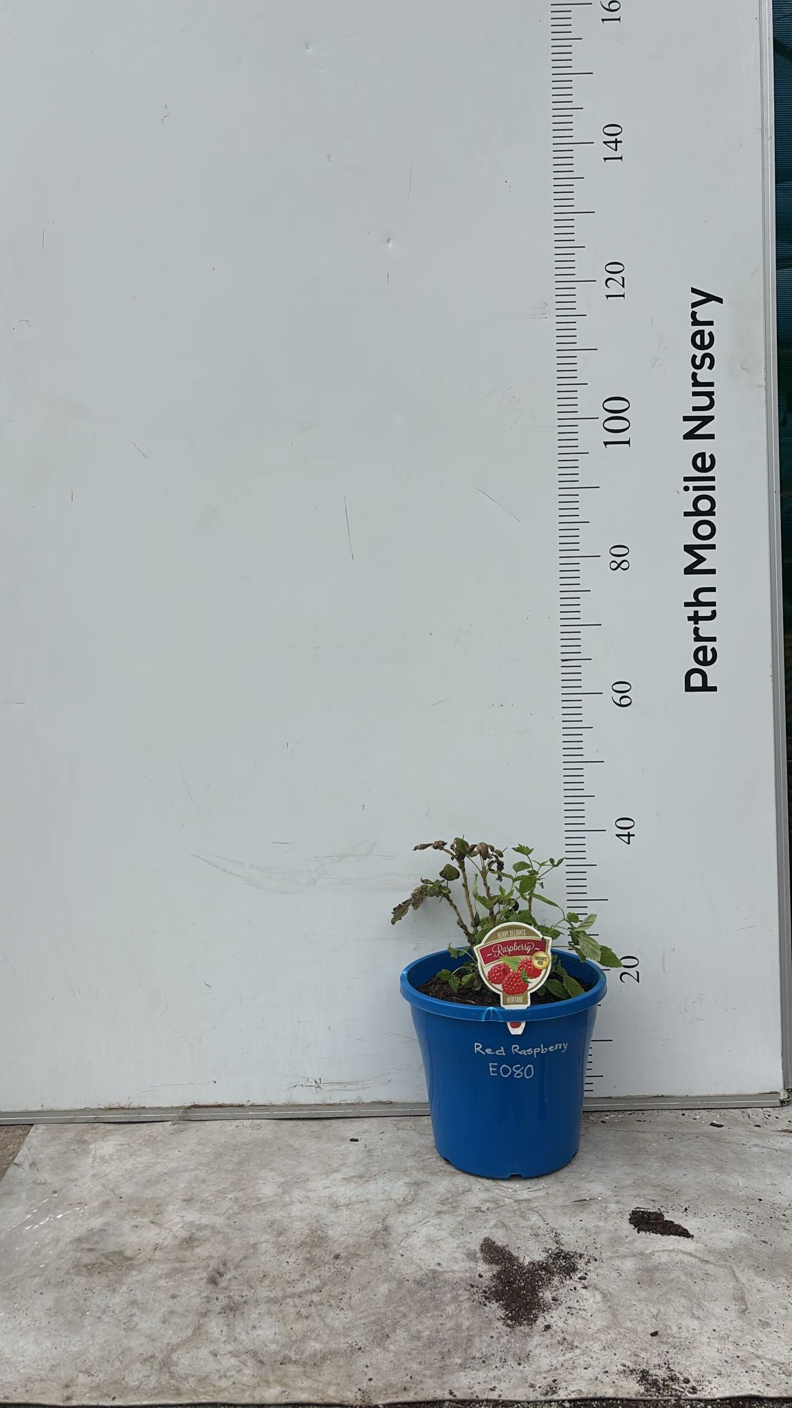 Raspberry Bush