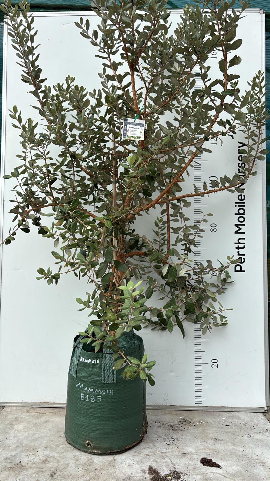 Fruit Tree Feijoa